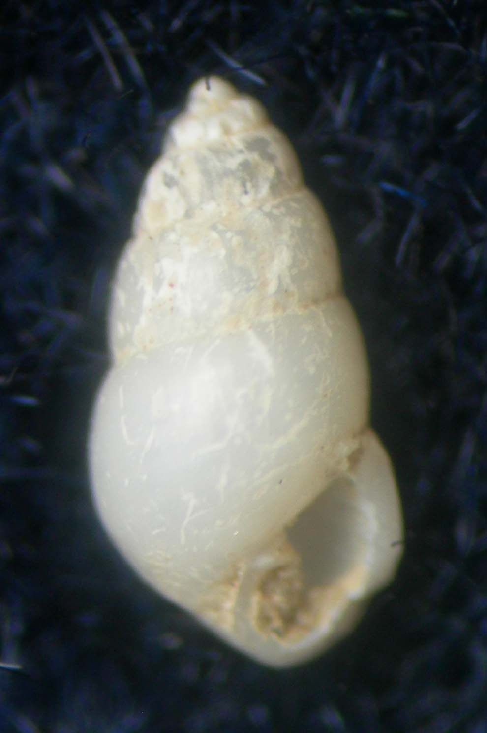 odostomia??